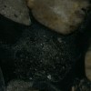 Marinace Black & Gold Granit,