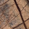 Rain Forest Brown_Indien